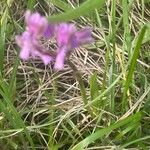 Anacamptis morio Blad