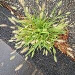 Rostraria cristata Flower