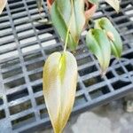 Pleurothallis maduroi Leaf
