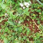 Ageratum conyzoides 叶