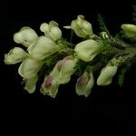 Pedicularis scullyana