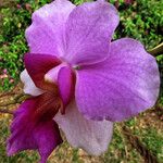 Papilionanthe teresΛουλούδι