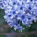 Ceanothus arboreus Flor