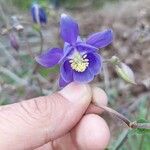 Aquilegia pyrenaica Flower