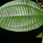 Miconia gracilis Hoja