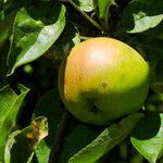 Malus domestica Fruit