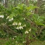 Styrax japonicus Ліст