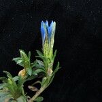 Gentiana meiantha موطن