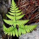 Gymnocarpium robertianum Hoja
