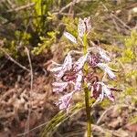 Dipodium variegatum Flor
