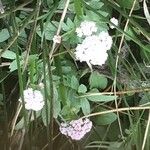Valeriana dioica Çiçek