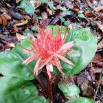 Scadoxus multiflorus Çiçek