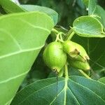 Cordia subcordata Fruit