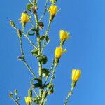 Hieracium inuloides عادت داشتن