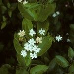 Jasminum dichotomum 花