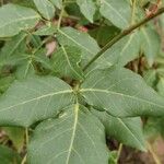 Hardenbergia comptoniana Leaf