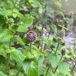 Mentha aquatica Habitus