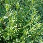 Galium aparine عادت داشتن