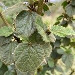 Hibiscus fuscus Blad