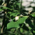 Magnolia sieboldii Blüte