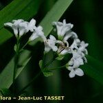 Asperula tinctoria Blomma