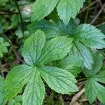 Astrantia major Leaf