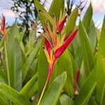 Heliconia psittacorum 花