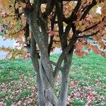 Parrotia subaequalis Hábito