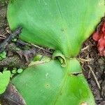 Costus spectabilis Лист