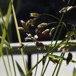 Anthoxanthum nitens Flower