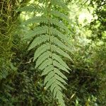 Arthropteris monocarpa Φύλλο