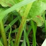 Rumex hydrolapathum Rhisgl