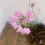 Allium roseumBloem