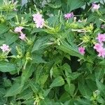 Mirabilis jalapaFlower