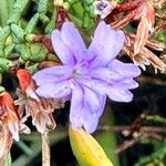 Limonium articulatum Blüte