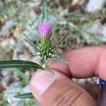 Ptilostemon stellatus Flor