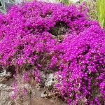 Carpobrotus edulisŽiedas