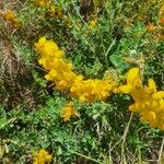Crotalaria emarginella Flor
