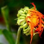 Calendula arvensis Flor