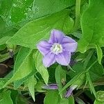 Convolvulus siculus Flower