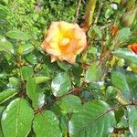 Rosa spp. Leaf