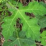 Cnidoscolus urens Leaf