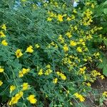 Baptisia tinctoria Flower