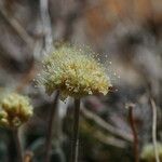 Eriogonum tiehmii Flower