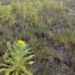 Tephroseris palustris Libunga