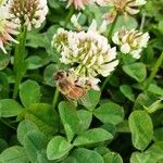 Trifolium repens Tervik taim