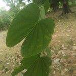 Bauhinia monandra Blatt