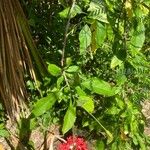 Hibiscus schizopetalus Flor