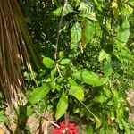 Hibiscus schizopetalus 花