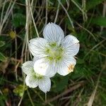 Parnassia palustris Květ